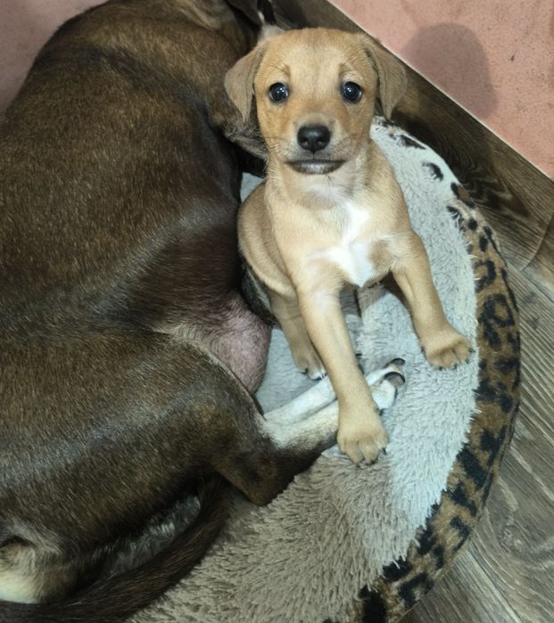 Гарненька собачка безкоштовно