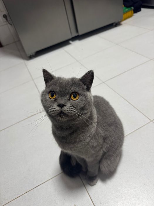 Gata cinza - Scotting