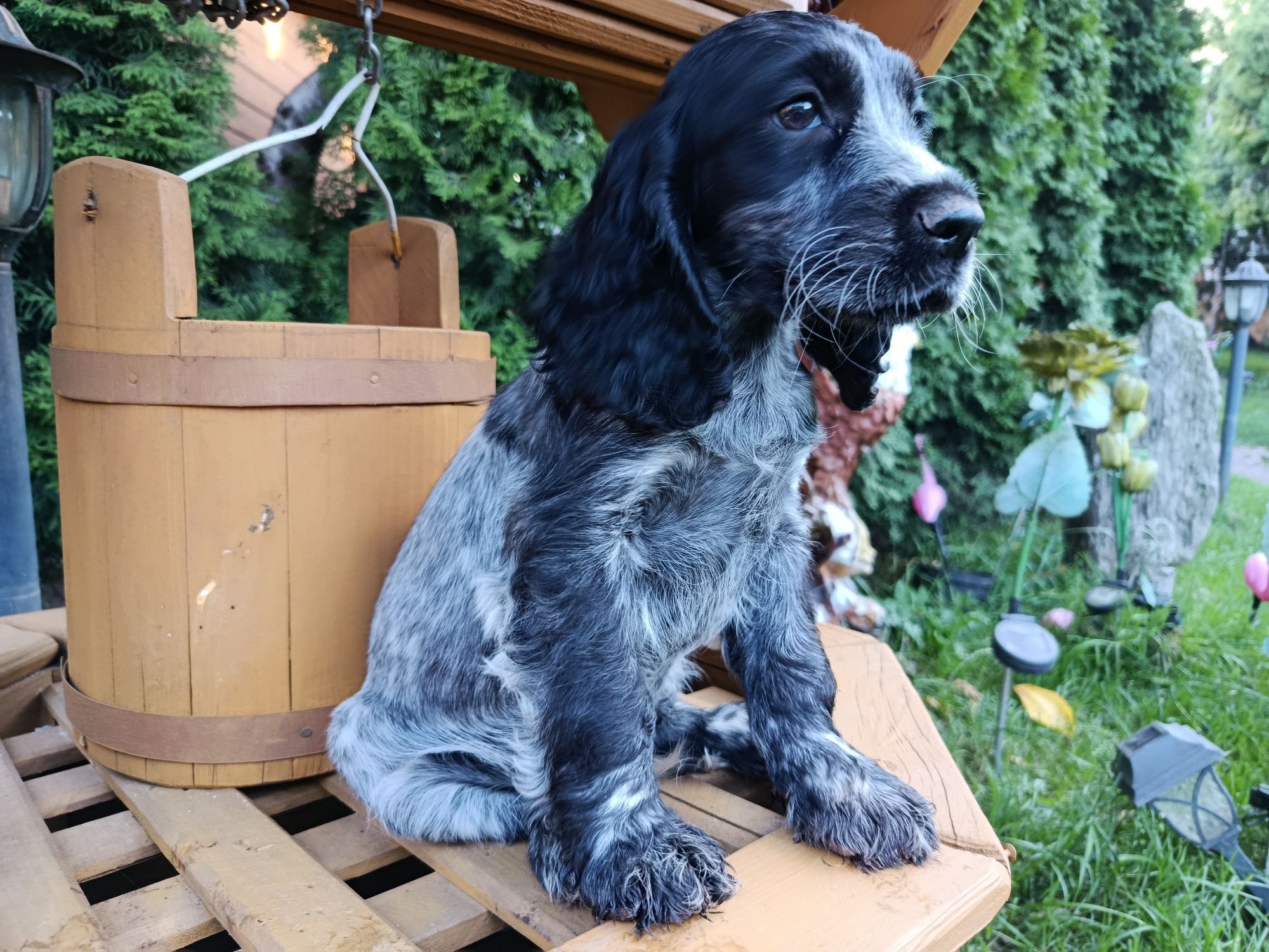Cocker Spaniel angielski Piesek Rodowód