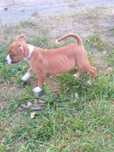 Amstaff  American