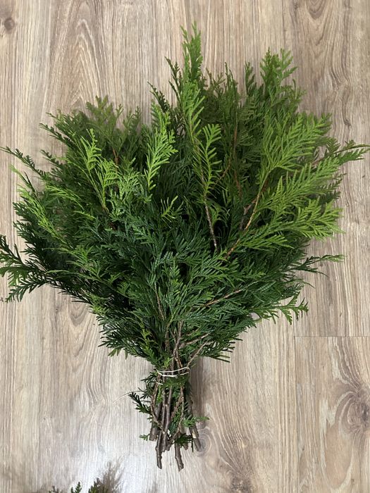 Gałązki tui 4 wiązki po 4 galazki