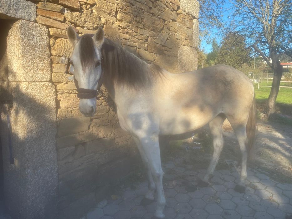 Égua Cruzada 8 anos (cavalo egua montado)