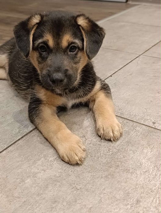 REZERWACJA Oddam za darmo piesek