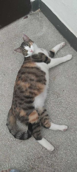 Znalezione Koty szukają domu  !