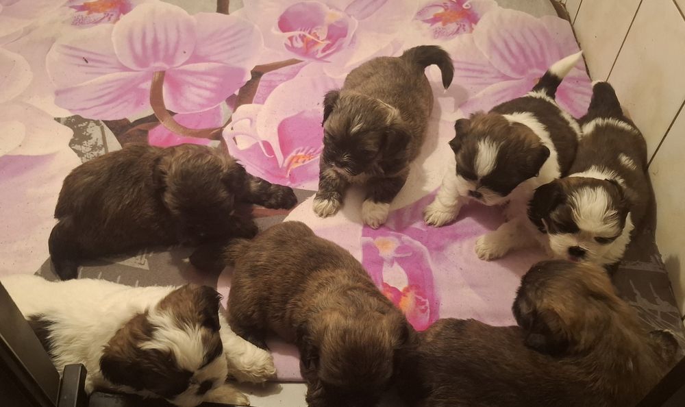Shih tzu z rodowodem rezerwacja