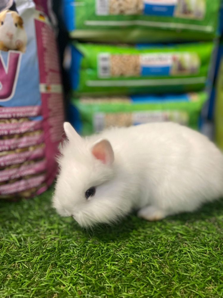 LOJA!! Coelho anão Belier e angora