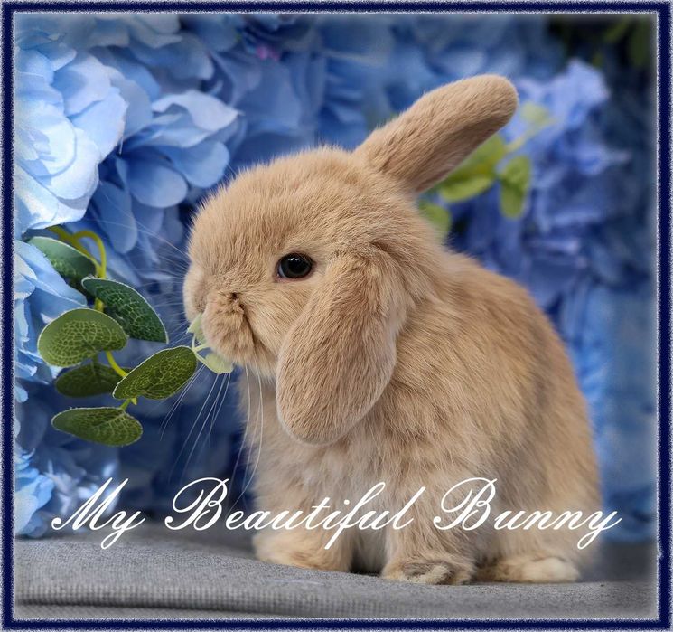 Młody Królik Mini Lop - Cream