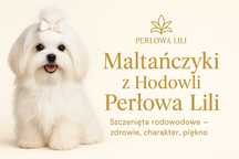 MALTAŃCZYK - szczeniak z rodowodem