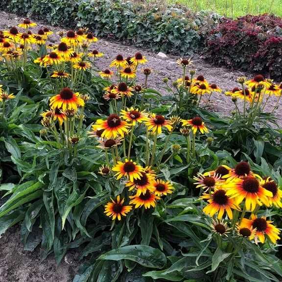 Jeżówka 'Parrot' Echinacea