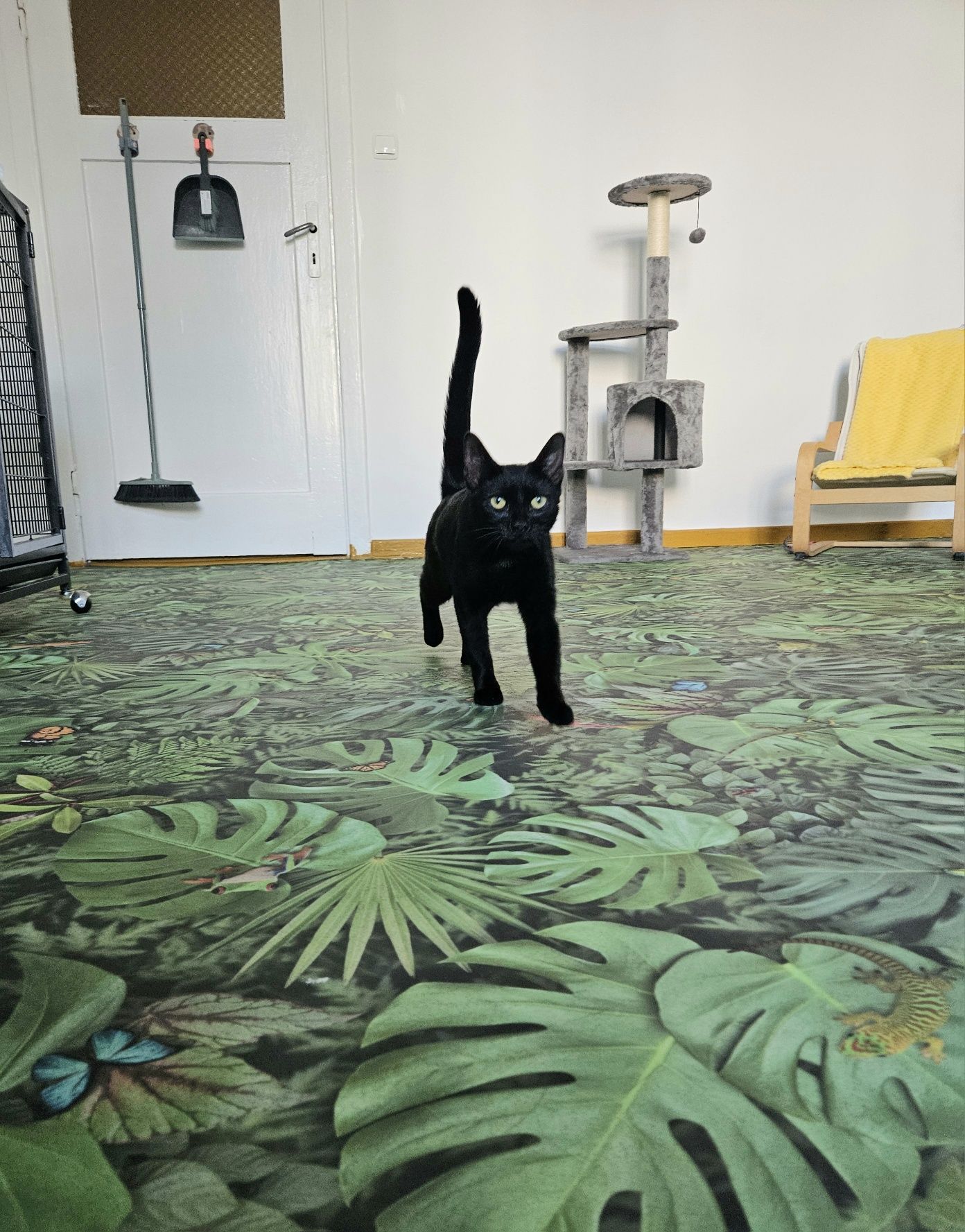 Piękna kotka do adopcji,  kot, kotek