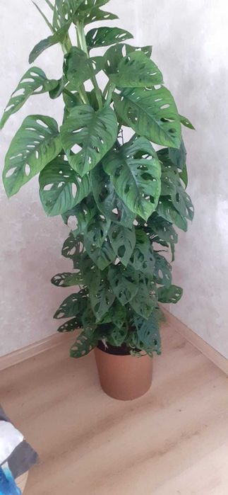 Monstera monkey 140cm, piękna!