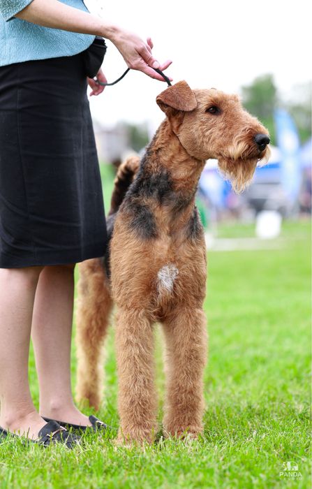 Airedale Terrier ZKwP FCI