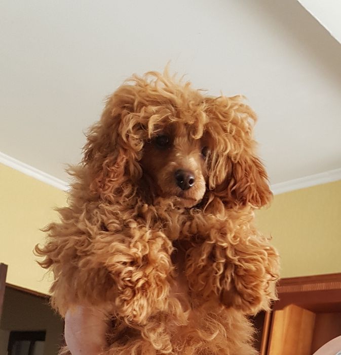 Той пудель чекає на вязку