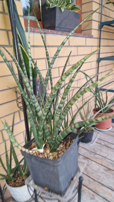 Коллекційна сансевієрія, sansevieria