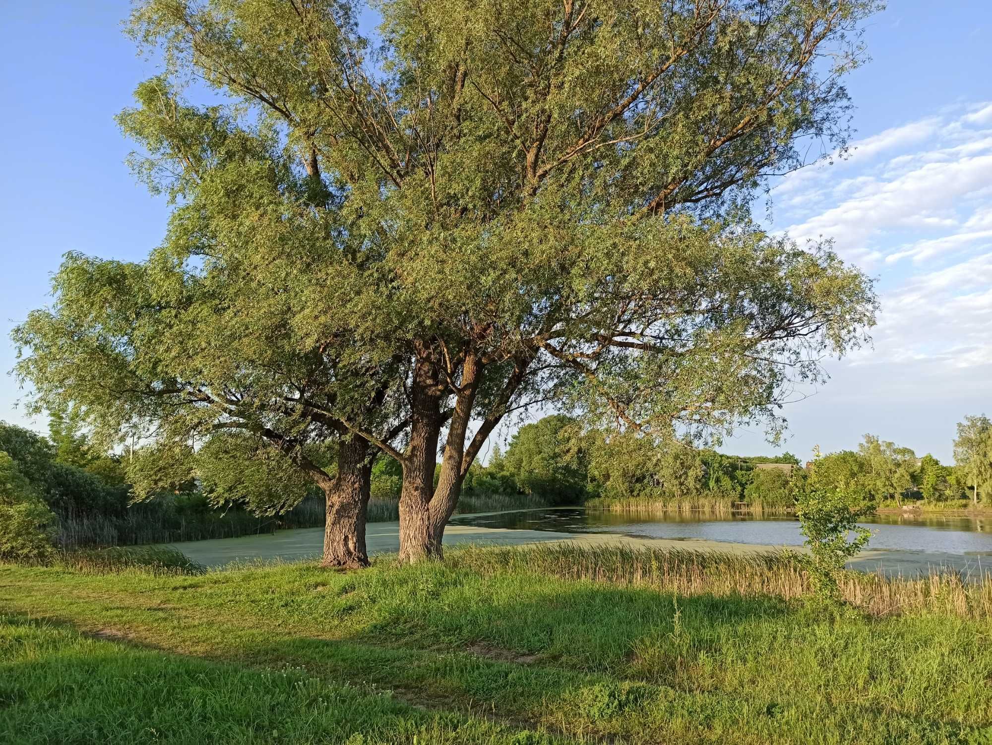 ‼️25 — 50 га садівництво Сулимівка з дубовим гаєм та видом на озеро.