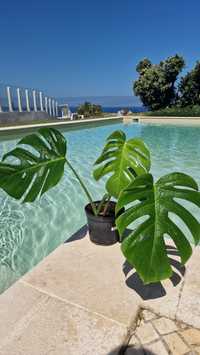 Monstera Albo Variegata