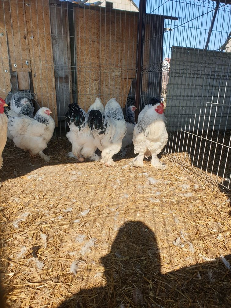 Brahma gronostajowa jaja lęgowe