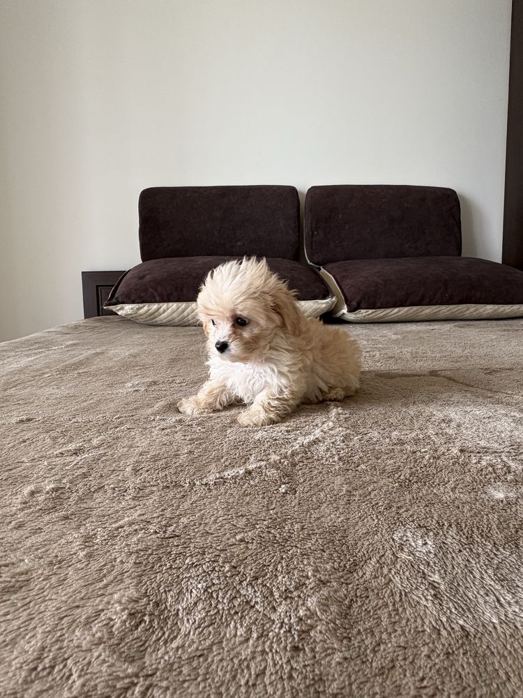 Maltipoo mini szczeniak