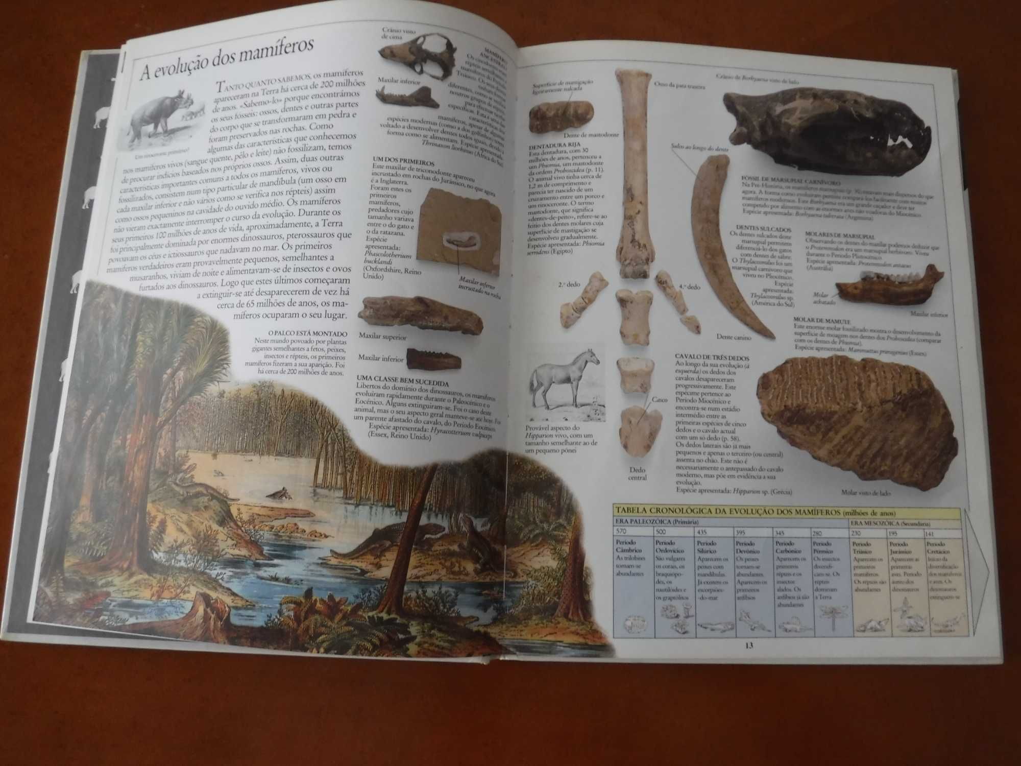 Enciclopédia Visual Mamíferos Verbo