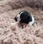 Suczka Boston Terrier ZKwP