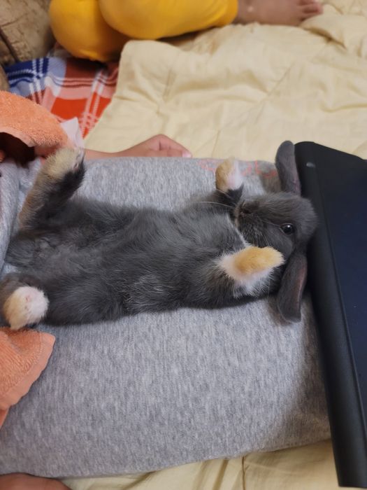 Дуже милі кролики декоративні крольчата самка та самець кролики