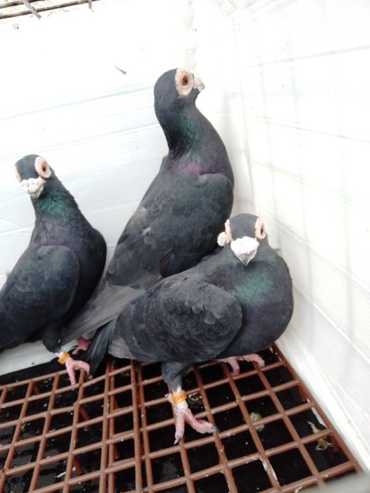 Gołębie ozdobne brodawczaki