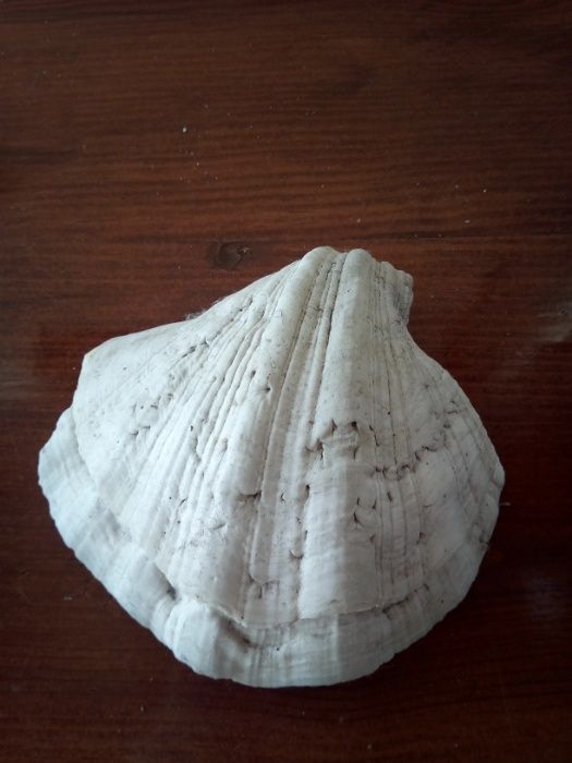Concha de cor branca