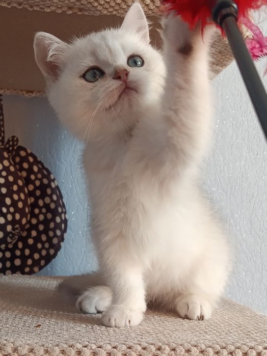 Мультяшний котик вільний