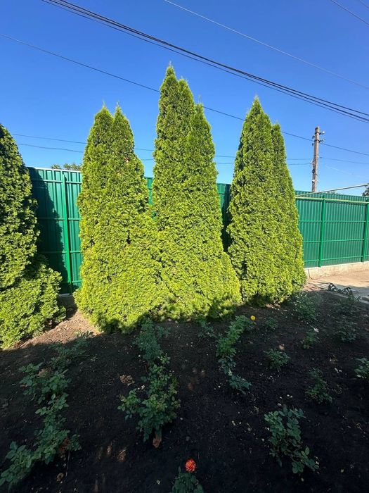 Садовник стрижка растений, приведение в порядок участка.