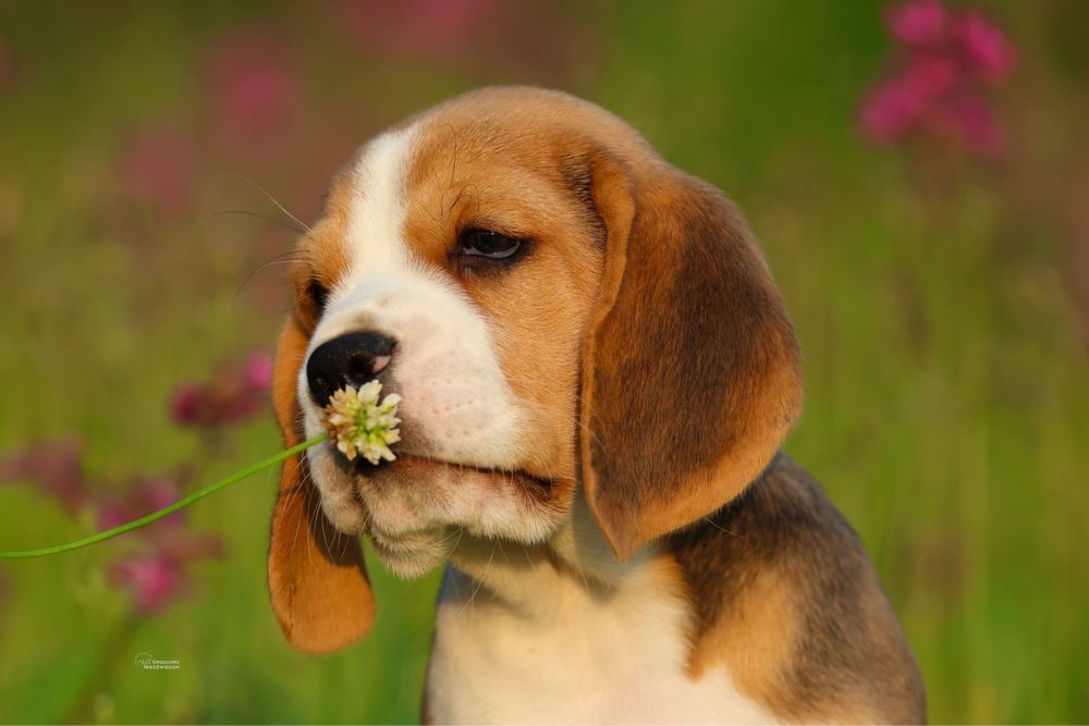 Beagle chlopiec z domowej hodowli FCI