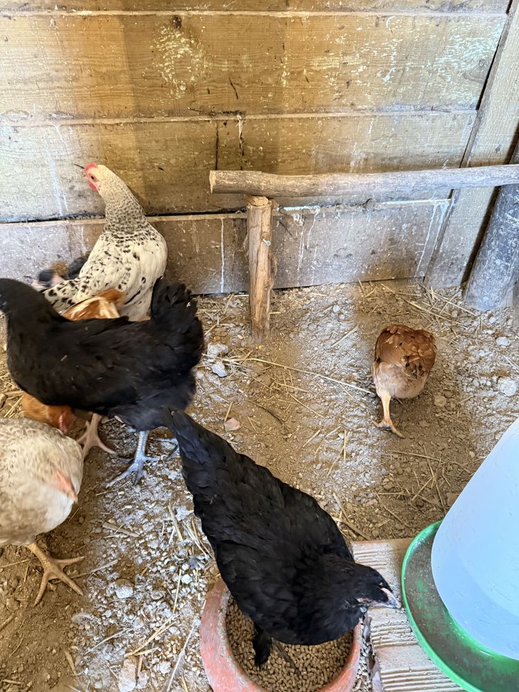 pintos e frangos todos nascidos cá de galinhas do campo