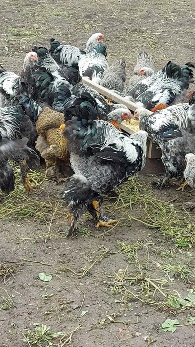 Брама:Кури,півні,курчата та і/я