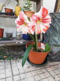 Vaso com planta Amarylis - flor imperatriz