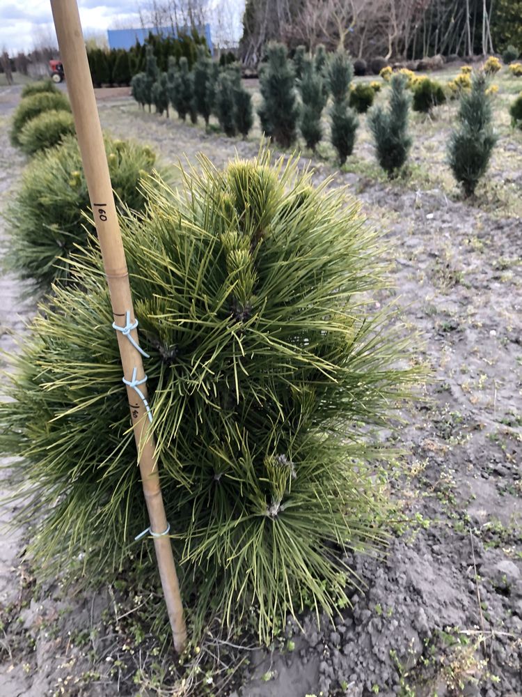 Sosna Fastigiata Green Rocket Spilberg