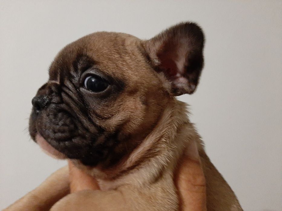 Buldog Francês blue&fawn