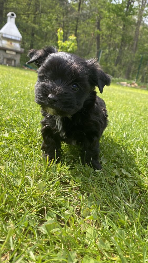 Black Yorkshire Terrier / czarny york