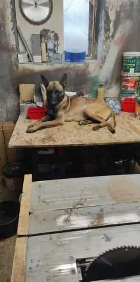 Owczarek Belgijski Malinois piękny piesek