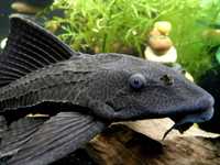 GB Plekostomus (Hypostomus plecostomus) - dostawa ryb i akcesoriów!