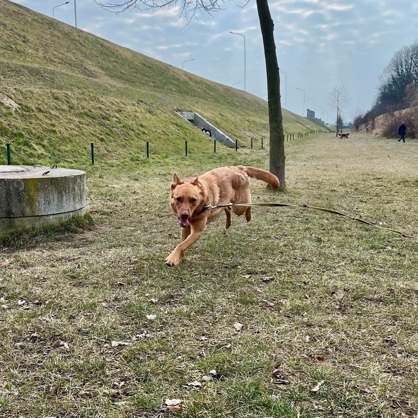 Urocza, delikatna Sara do adopcji