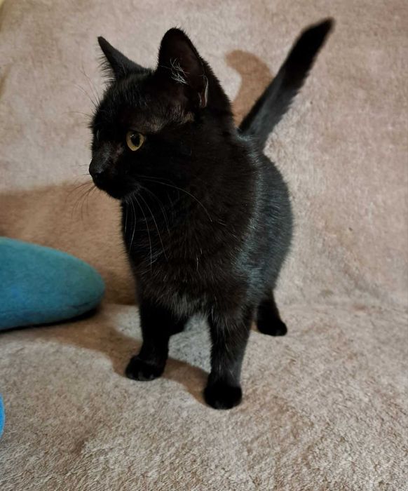 Майже пантера  ( вже  стерилізована ! )