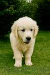Golden Retriever FCI