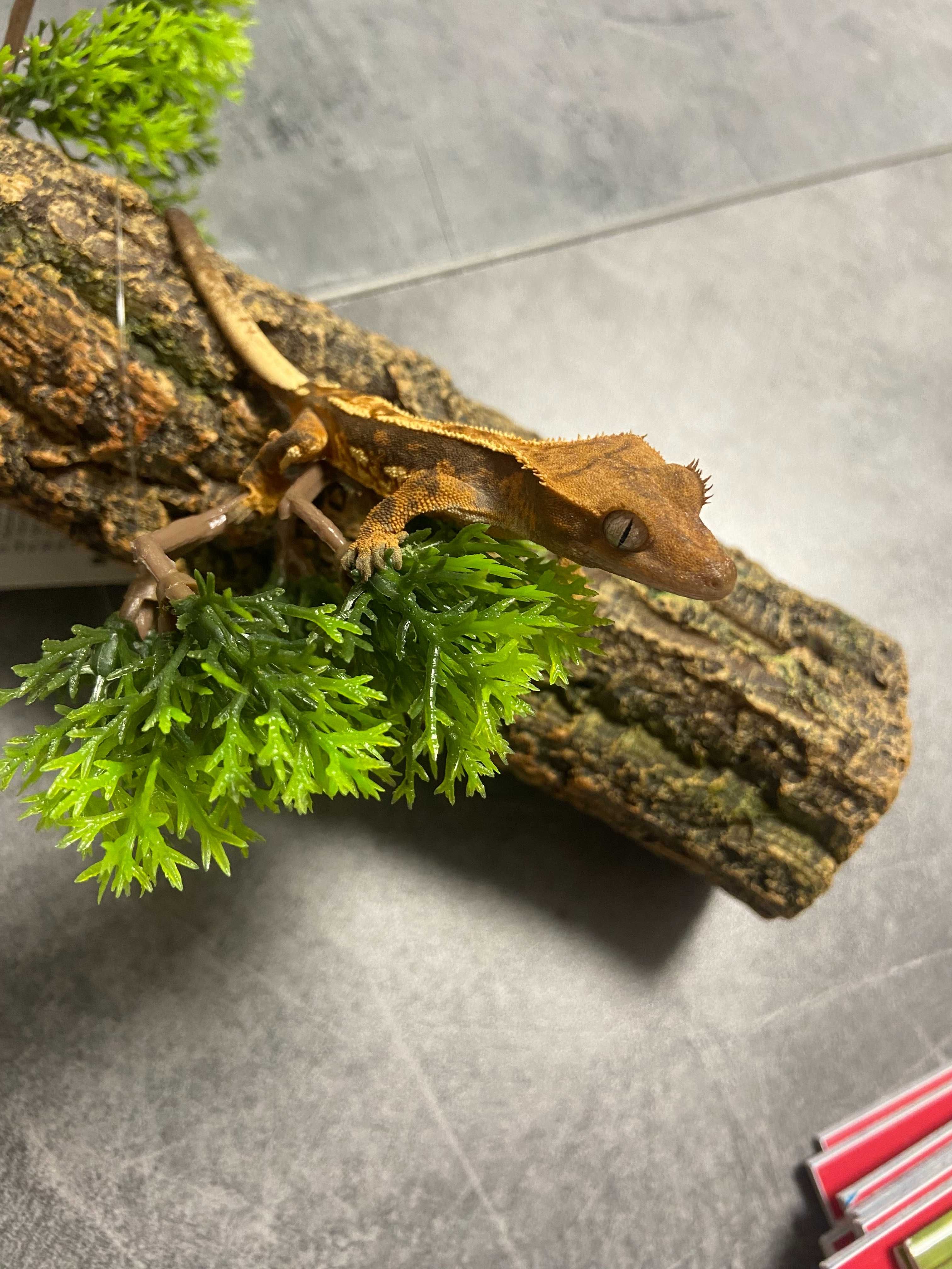 Gekon orzęsiony sklep zoologiczny Gruby Kocur