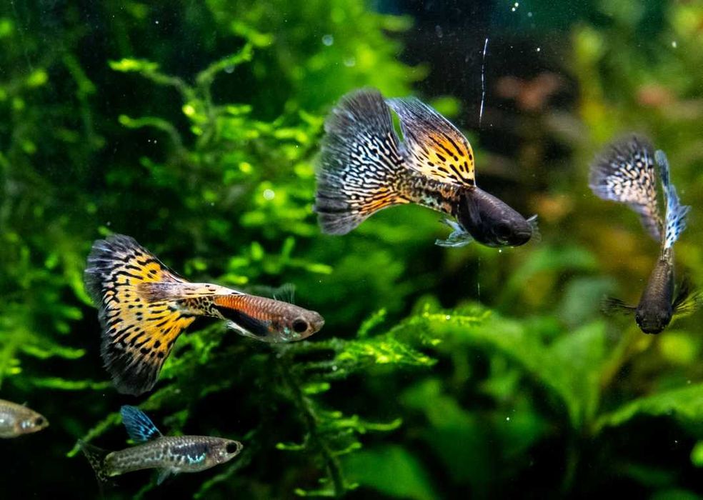 Rybki do akwarium dekoracyjnego Gupiki Metal Cobra 4 wybarwione samce