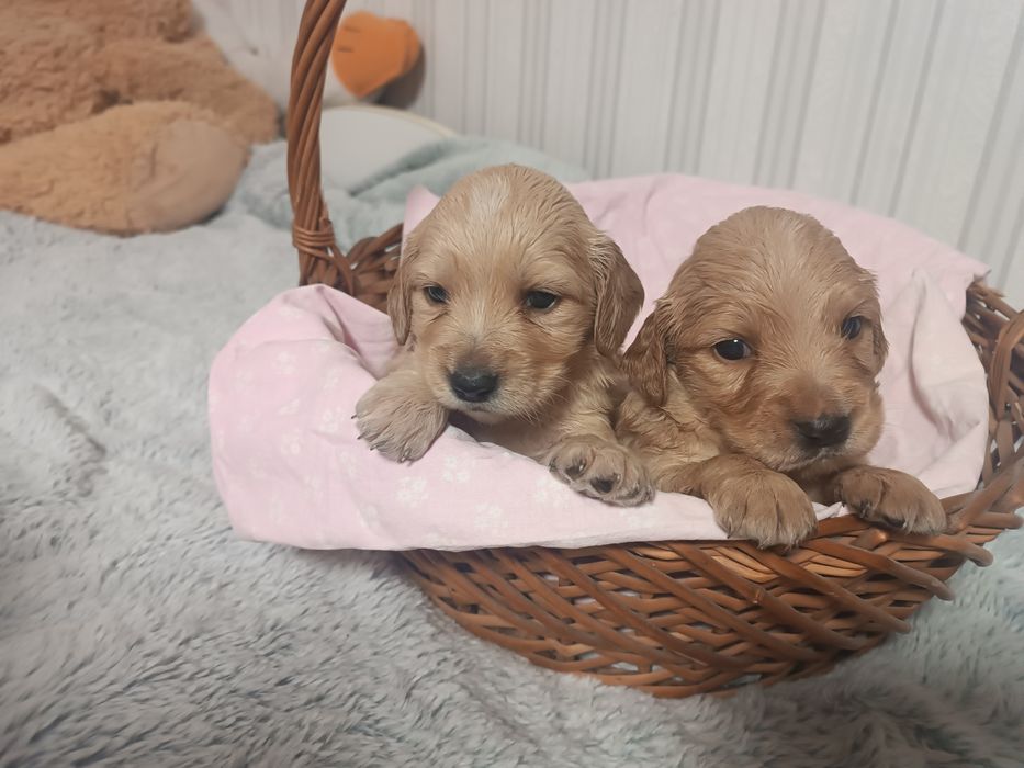 Цуценята кокер спаніеля