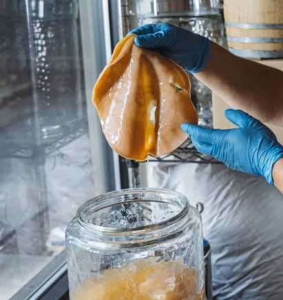 Kombucha scooby starter herbata słoik- jak z czym i dlaczego? Wawa