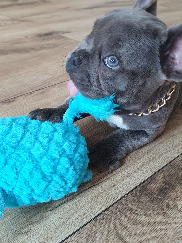 Buldog francuski, /,Blu piesek