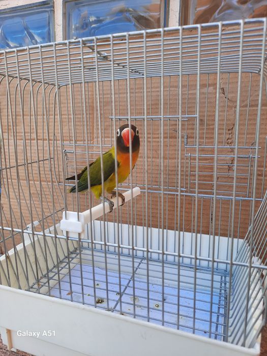 Agapornis Personata 2025 mais gaiola