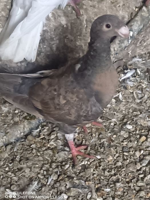 Pombos correio beleza Alemão