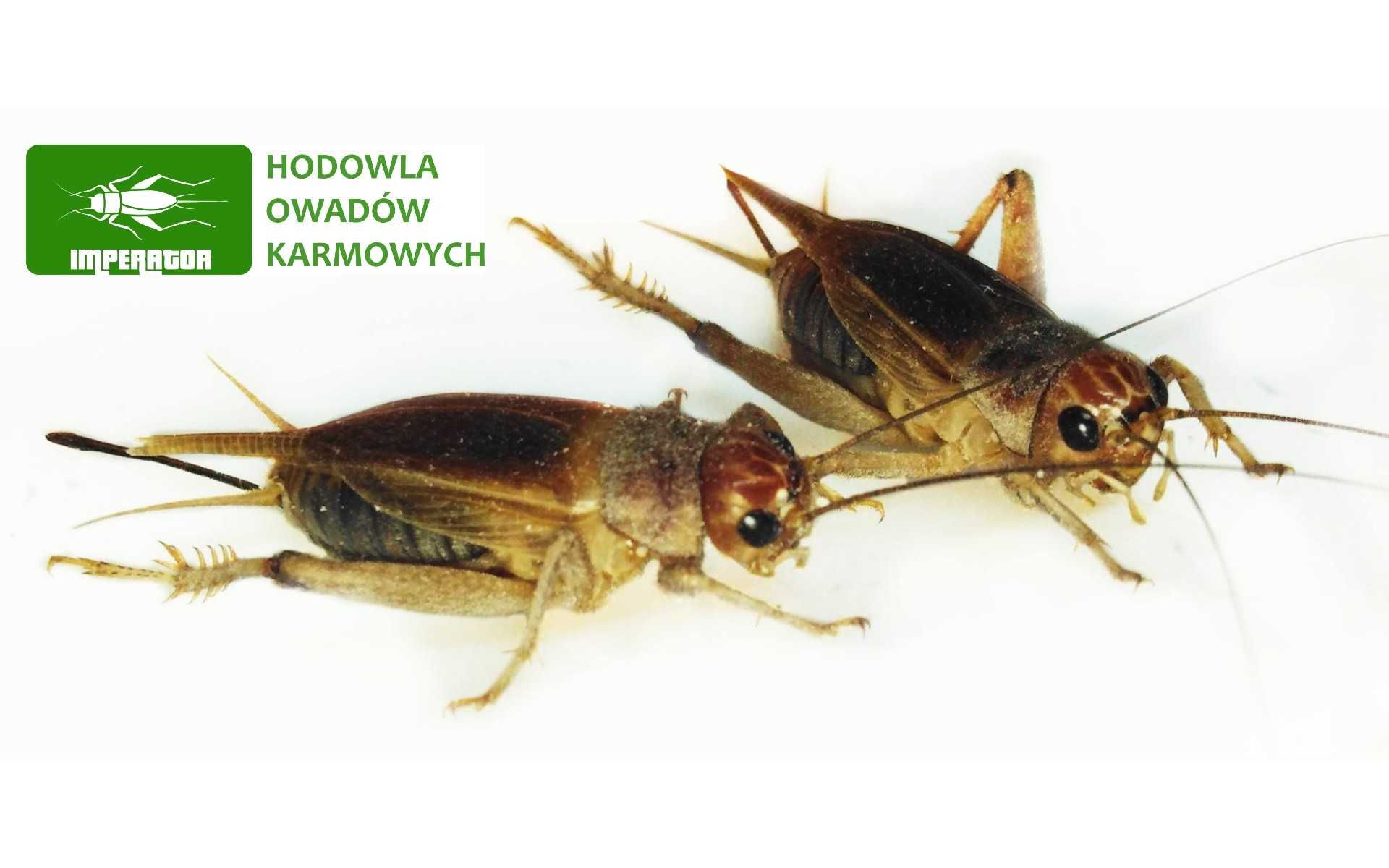 Świerszcze kubańskie duże  ( 1,5 - 2,5 cm ) - 100szt