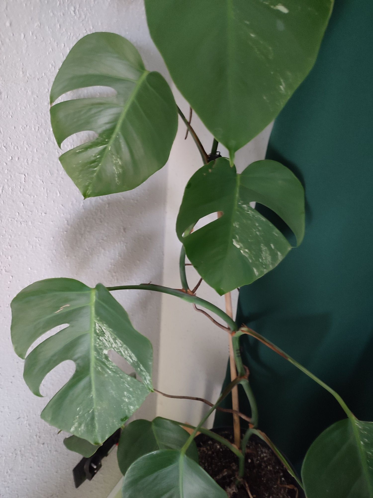 Sprzedam monstera wariegata